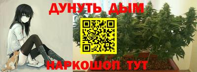 крисы Новокубанск