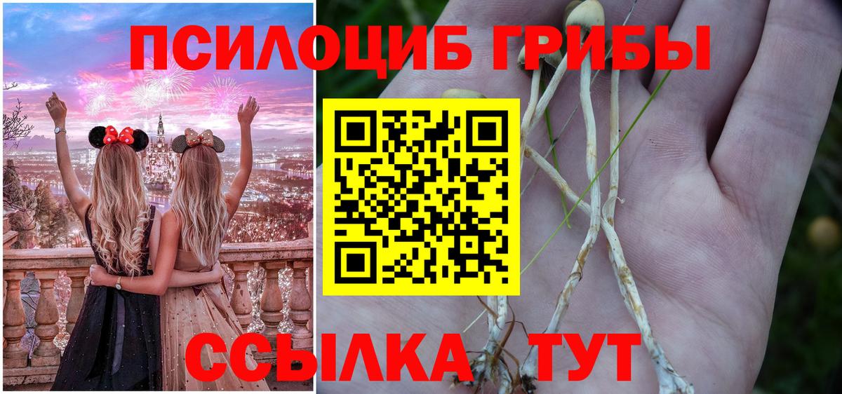 Сухой Лог  как найти закладки  Вход с VPN  Псилоцибиновые грибы прущие грибы 